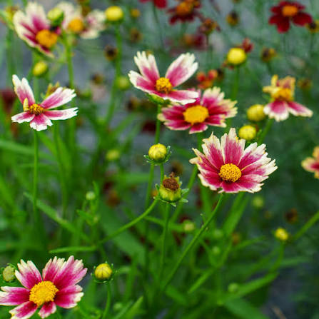 Coreopsis Lil Bang Candy Stripes - 3qt