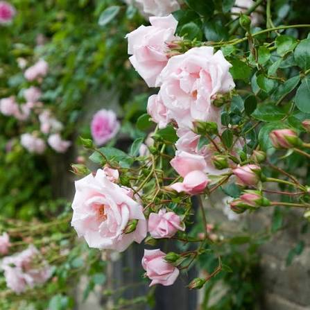 New Dawn Climbing Rose