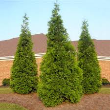 Thuja Green Giant #10