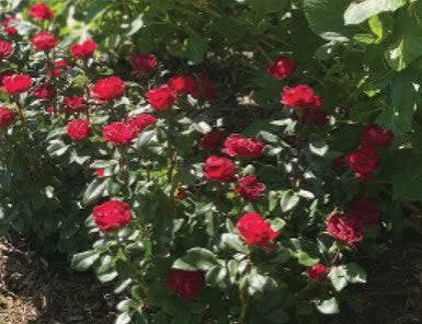 Petite Knockout Rose