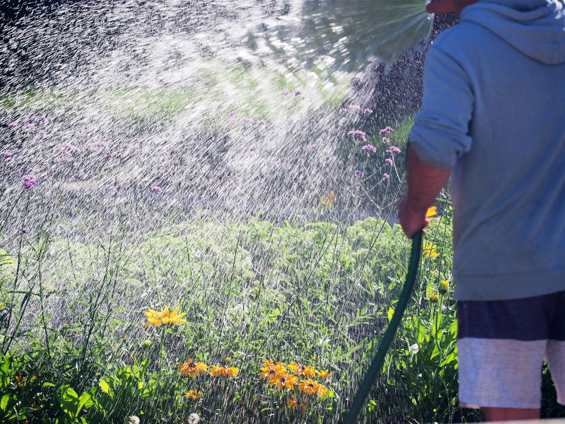 Summer Plant Care Tips: How to Keep Your Garden Thriving During Connecticut's Hottest Days
