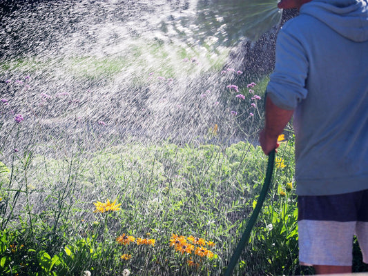 Summer Plant Care Tips: How to Keep Your Garden Thriving During Connecticut's Hottest Days