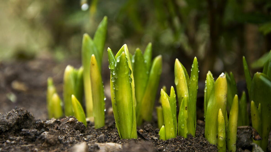 Spring Gardening Prep: How to Wake Your Garden Up for the Season Ahead