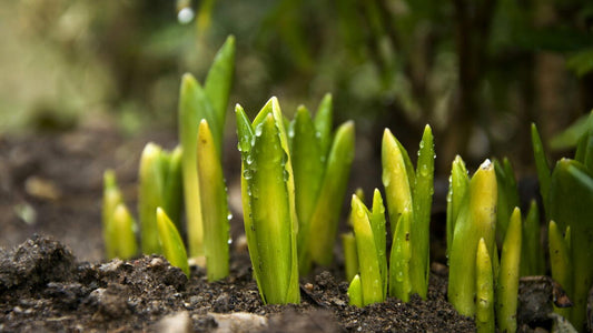 Spring Gardening Prep: How to Wake Your Garden Up for the Season Ahead