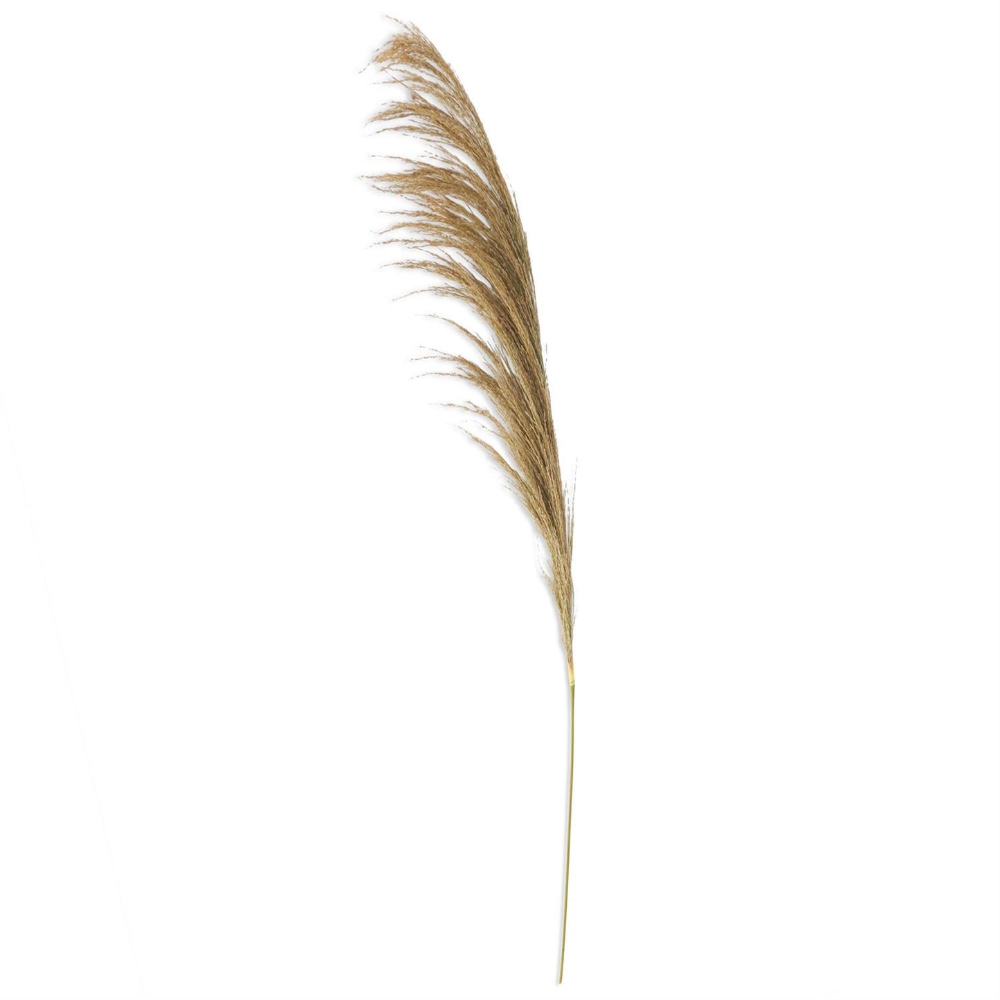 Dried Natural Pampas Stem - 45"