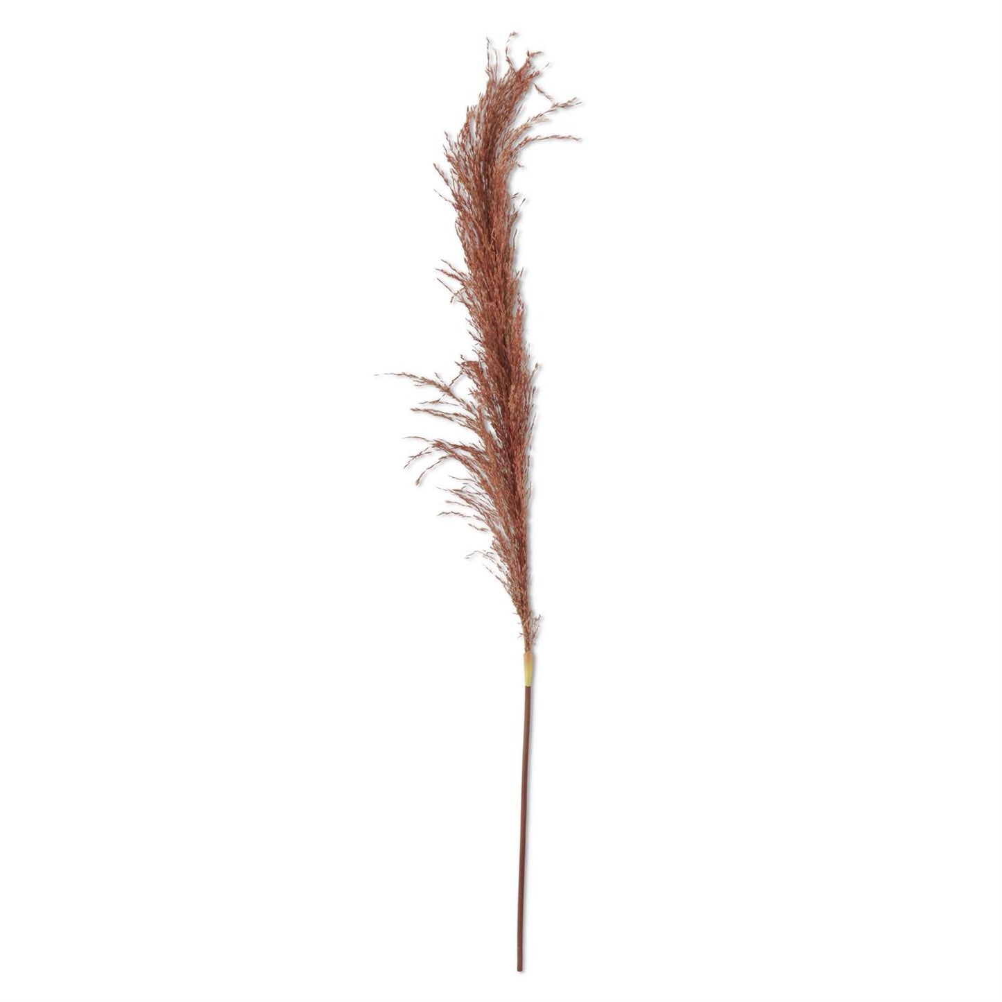 Dried Orange Natural Pampas Stem - 45"
