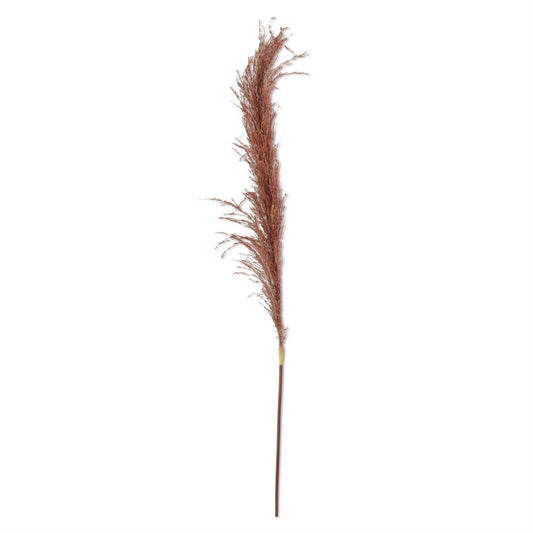 Dried Orange Natural Pampas Stem - 45"