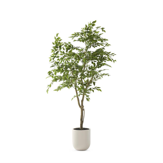 Ficus Tree in White Pot w/Faux Dirt - 5.5'