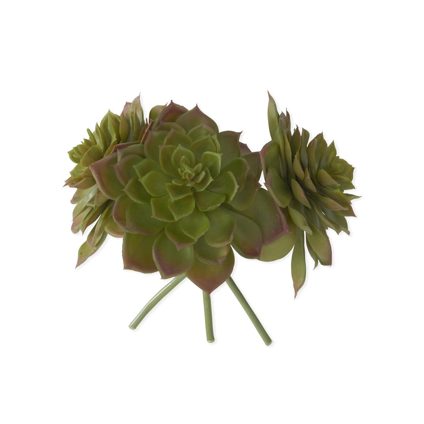 Green w/Burgundy Edge Succulent Bundle - 8"