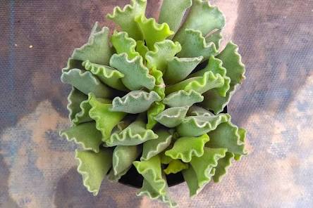 Adromischus Cristatus Key Lime Pie - 4"