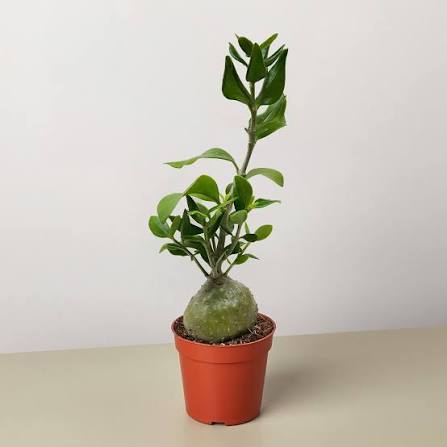 Ant Plant - 4"