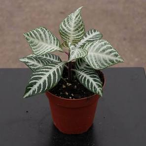 Aphelandra Snow White Zebra Plant