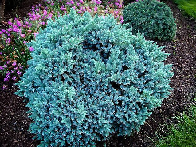 Juniper Blue Star - #2