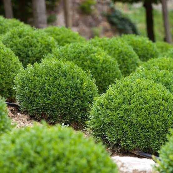 Buxus Green Velvet