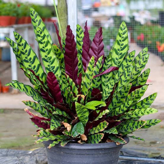 Calathea Lancifolia - 4"