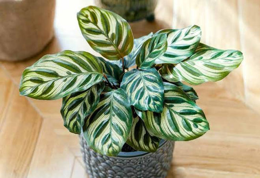 Calathea Makoyana - 4"