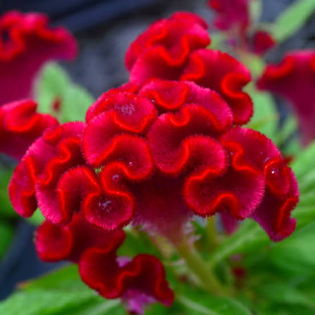 Celosia - 4.5"