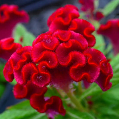 Celosia - 4.5"