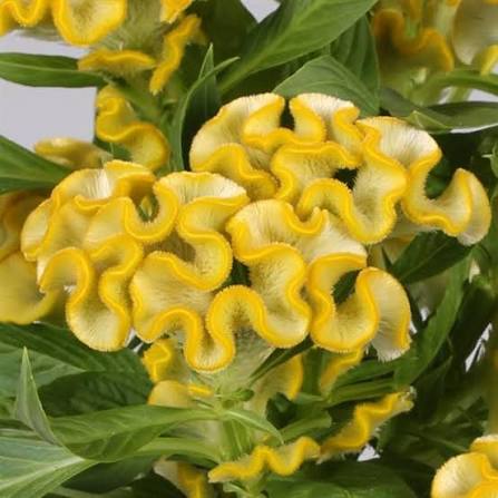 Celosia - 4.5"