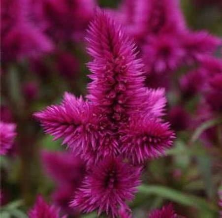 Celosia - 4.5"
