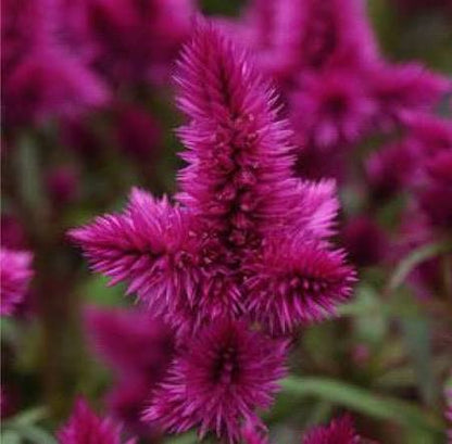 Celosia - 4.5"