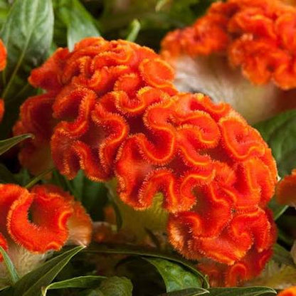 Celosia - 4.5"