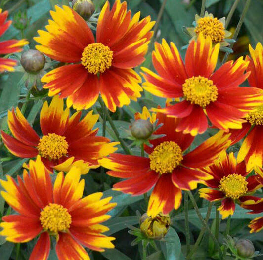 Coreopsis Lil Bang Daybreak - 3qt