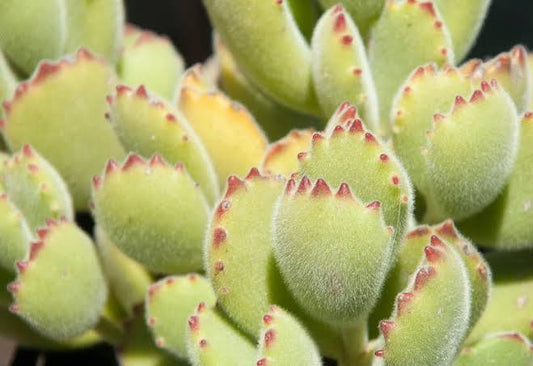 Cotyledon Bear Paw - 2"