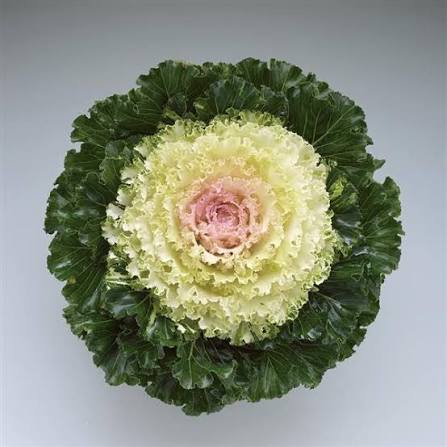 Flowering Kale - 6"
