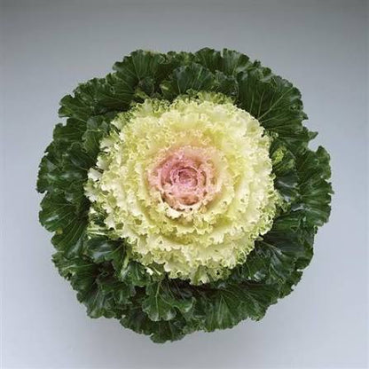 Flowering Kale - 6"