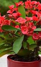 Crown of Thorns - 4"