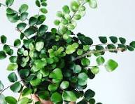 Fern Button - 4"