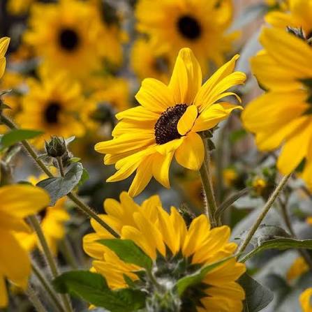 Helianthus Sunfininty - 9"