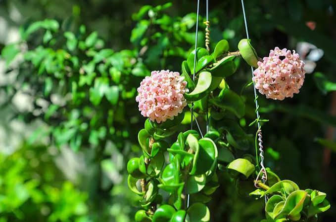 Hoya Compacta Hindu Rope -4"