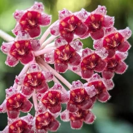 Hoya Rosita - 4"
