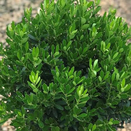 Ilex Glabra Shamrock