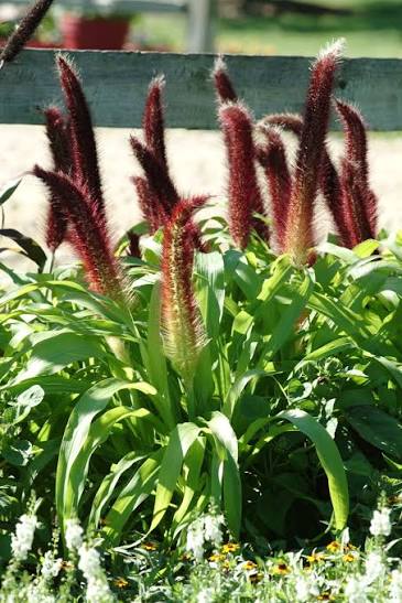 Ornamental Millet - 9"