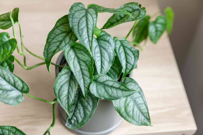 Monstera Siltepecana - 4"