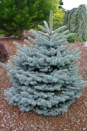 Picea Pung Montgomery