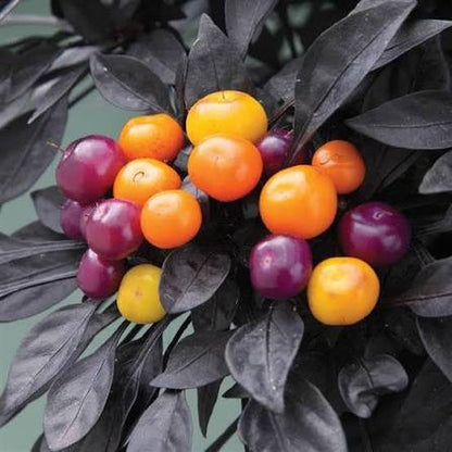 Ornamental Pepper - 4.5"
