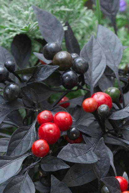 Ornamental Pepper - 4.5"