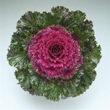 Flowering Kale - 6"