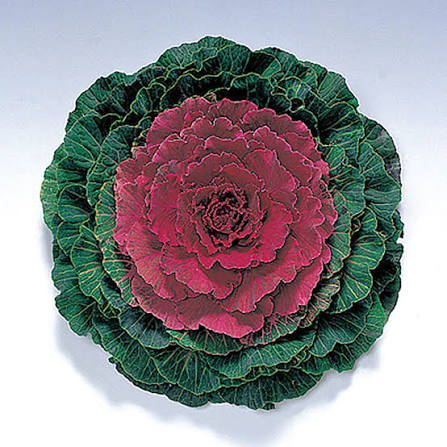 Ornamental Cabbage - 4.5"