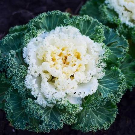 Ornamental Kale - 4.5"