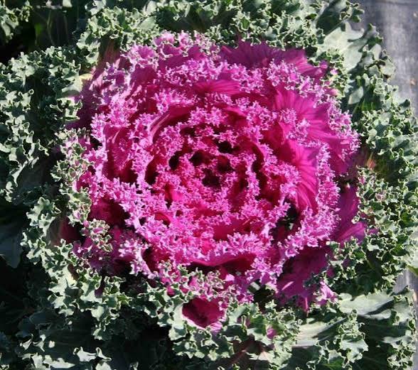Ornamental Kale - 4.5"