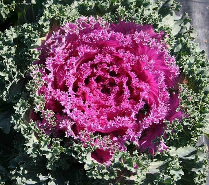 Ornamental Kale - 4.5"