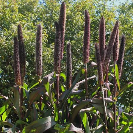 Ornamental Millet - 9"