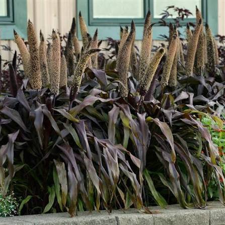 Ornamental Millet - 9"