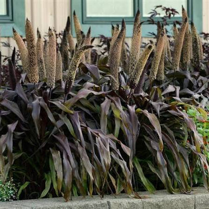 Ornamental Millet - 9"