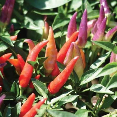Ornamental Pepper -  6"